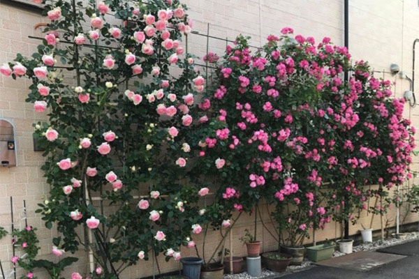 5 ý tưởng thiết kế sân vườn bên hông nhà cực đẹp